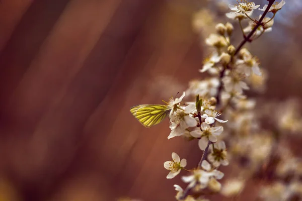 Абстрактний Фон Коричневих Тонах Розмиті Білі Квіти Жовтий Метелик Вибірковий — стокове фото
