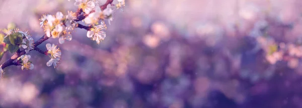 Размытый Цветочный Фон Нежный Естественный Фон Лиловым Фиолетовым Акцентом Белые — стоковое фото
