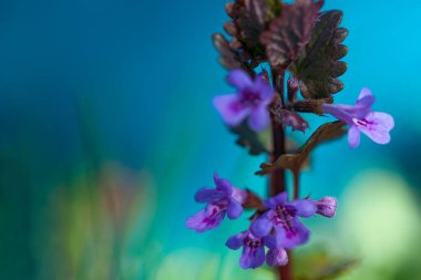 Doğal bulanık arka plan. Yumuşak mavi arka planda mor çiçekler. Bahar mevsimi çiçekli arka plan. Sanatsal görüntü, serbest alan. Glechoma hederacea