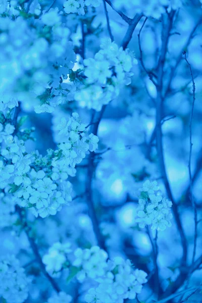 Vervagene Natuurlijke Blauwe Achtergrond Monsterfocus Delicaat Zacht Minimalistisch Prachtige Bomen — Stockfoto