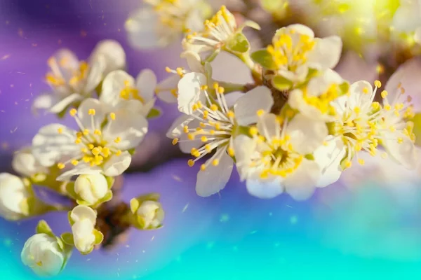 Blurred floral background. Tender background. Branches of a blossoming plum with soft focus on a gentle blue sky background in the sunlight with copy space. Beautiful floral image of spring nature.