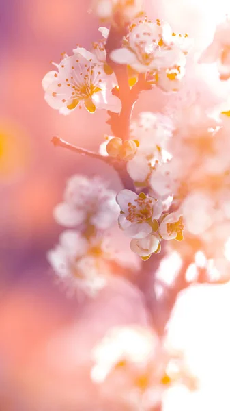 Unscharfer Blumiger Hintergrund Blühender Zweig Der Pflaume Weiße Blüten Auf — Stockfoto