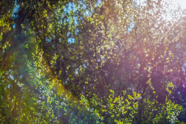 Zamazane Naturalne Tło Świetle Słonecznym Piękne Mgliste Tło Lasu Kwitnące — Zdjęcie stockowe