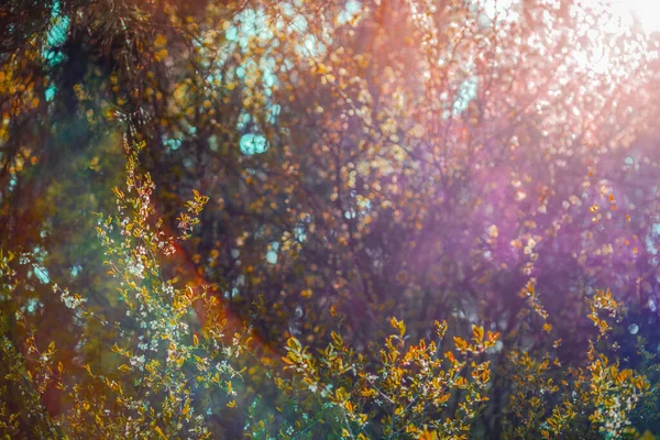 Розмитий Природний Фон Сонячному Світлі Абстрактне Розмивання Дерева Боке Фонового — стокове фото