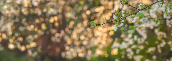 Blurred natural background with copy space. Free space for your product. Blossoming branch of apple tree on a bokeh background. Spring flowers. Blooming tree branch. Natural color background.