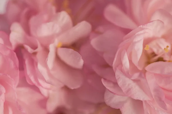 Abstract blurred pink background. Tender background. Blurred rose petals close-up. Blurred background image of pastel colored rose petals in soft light. Good for valentine or wedding background.