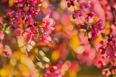 Bokeh ile arkaplanı bulanık. Bahar çiçekli arka plan. Güneşli bir gün. Pembe çiçekli sanat arkaplanı. Dekoratif elma ağacı çiçekleri..