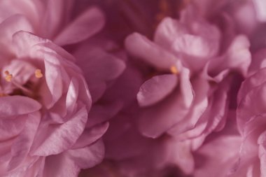 Soyut bulanık pastel arkaplan. Bulanık çiçek yaprakları yakın plan. Sevgililer Günü ya da düğün arkaplanı için iyi. Güzel pembe çiçeklerin bulanık yapraklarının makro görüntüsü.