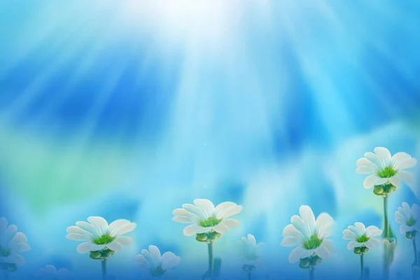 Blurred Natural Background Tender Blue Background White Flowers Copy Space — Stock Photo, Image