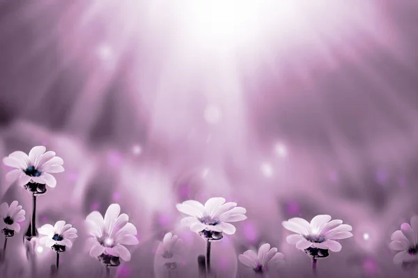 Fundo Natural Desfocado Fundo Lilás Com Flores Espaço Cópia Primavera — Fotografia de Stock