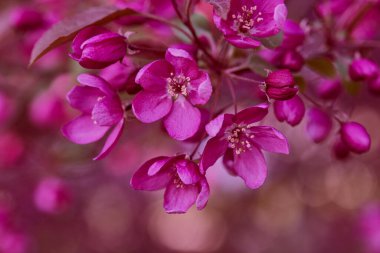 Süslü elma ağacı çiçekleri. Pembe çiçekler. Çiçek açan bir ağaçla güzel bir doğa sahnesi. Güzel bahçe. Doğal arkaplan.