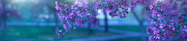 Розмитий Квітковий Фон Місцем Копіювання Вашого Тексту Красиві Квітучі Гілки — стокове фото