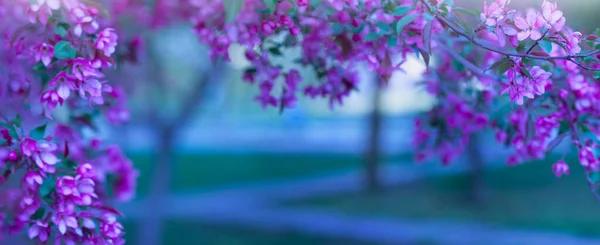 Blurred Floral Background Beautiful Flowering Branches Pink Purple Flowers Flowering — Stock Photo, Image