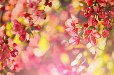 Bulanık doğal arka plan. Bahar çiçekli arka plan. Güneşli bir gün. Pembe çiçekli sanat arkaplanı. Kırmızı sarı doğal arkaplan. Süslü elma ağacı çiçekleri.