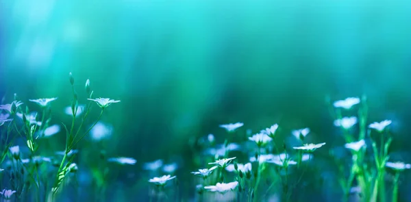 Natuurlijke Wazige Achtergrond Witte Bloemen Een Mooie Groene Blauwe Achtergrond — Stockfoto
