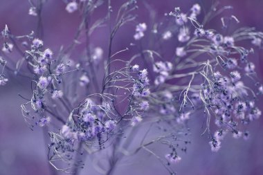 Soyut, eflatun ve menekşe tonları ile bulanık doğal arkaplan. Çayırdaki yabani kuru çiçekler. Parlak doğal altyapı. Rüya gibi bir resim. Minimalizm.