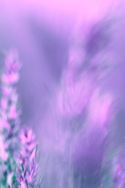 Bulanık pembe ve eflatun arkaplan. Bulanık çiçek arkaplanı. Geçmişi. Doğal elementler konsepti, gradyan. Metin, tasarım ve arka plan için harika bir pastel arka plan. Boşluğu kopyala