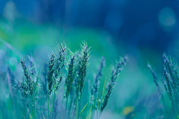 Blurred natural background. Tender background with meadow grass. Meadow grass. Beautiful background with spikelets. Spring season nature landscape, natural texture of green grass, copy space