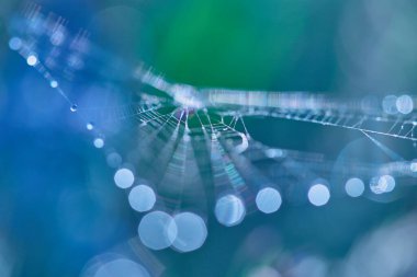 Bokeh ile soyut bulanık mavi arkaplan. Çiy tanelerinde bulanık örümcek ağları. Parlak çiy damlalarıyla soyut. Mavi arkaplanda bulanık çiy ışıkları..