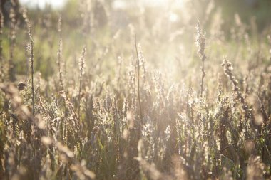 Sahada çimen olan doğal bir arka plan. Bokeh 'li çayır otunun bulanık görüntüsü. Bahar ya da yaz arkaplan resmi. Yumuşak odak noktasında çim dokusu ve arka plan. Klasik, grunge tarzı. Boşluğu kopyala.