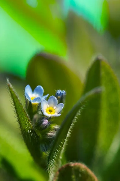 Hermoso Fondo Floral Macro Una Macro Salvaje Olvídame Una Foto — Foto de Stock