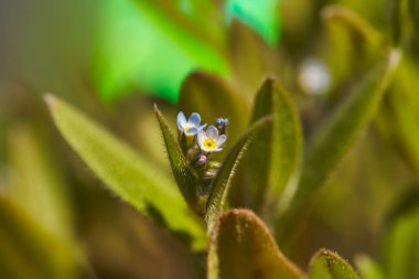 Güzel çiçek arkaplanı. Vahşi bir makronun makro çekimi. 