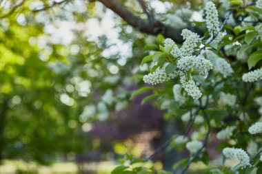 Çiçek açan kuş kirazı. Çiçek açan dallar ve bokeh.Kuşun kiraz çiçeği yeşil yapraklı bir dalın üzerinde bulanık arkaplan ile bahar arkaplanı.