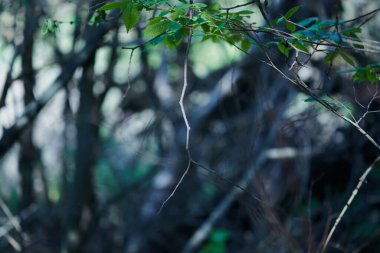 Soyut doğal arkaplan. Ormandaki ağaç dalları. Doğanın sanatsal görüntüsü. Metin, tasarım için uzayı kopyala. Karanlık gizemli doğa arkaplanı. Doğanın karanlık ve gizli kısmı..