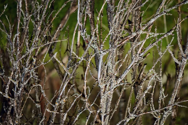 Fond Abstrait Branches Sèches Des Branches Forêt Moussue Des Branches — Photo