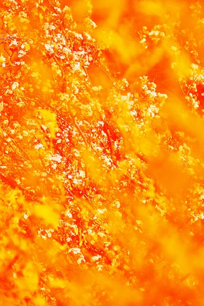 Soyut Turuncu Sarı Arka Plan Çiçekli Hawthorn Bulanık Arka Planı — Stok fotoğraf