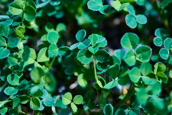 Abstract clover leaves background. Soft, selective focus. Blurred natural green background.Clover leaf field for background.