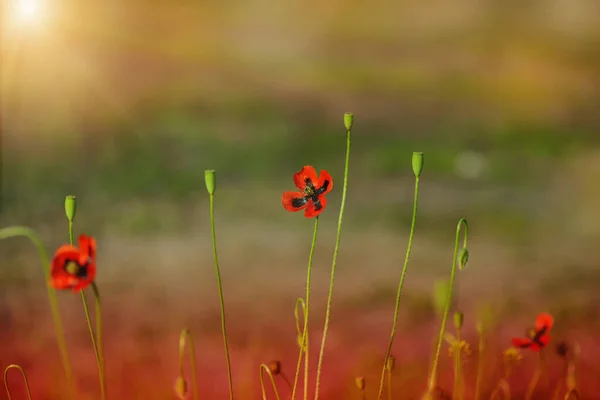 Vacker Bakgrund Med Blommor Med Blommande Vallmo Vallmo Solen Naturen — Stockfoto
