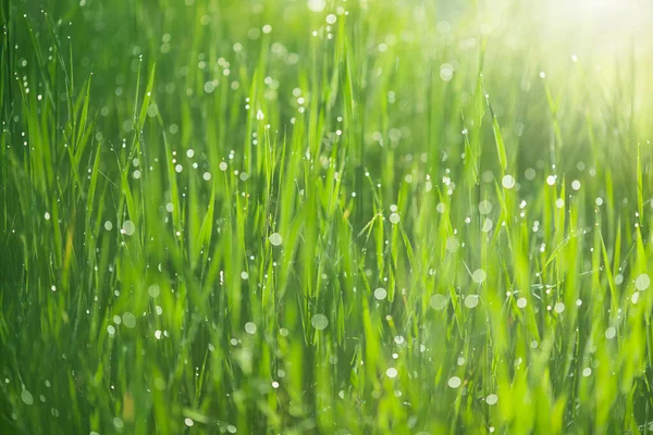이슬을 머금은 녹색의 자연적 공간으로 환상적 잔디의 — 스톡 사진