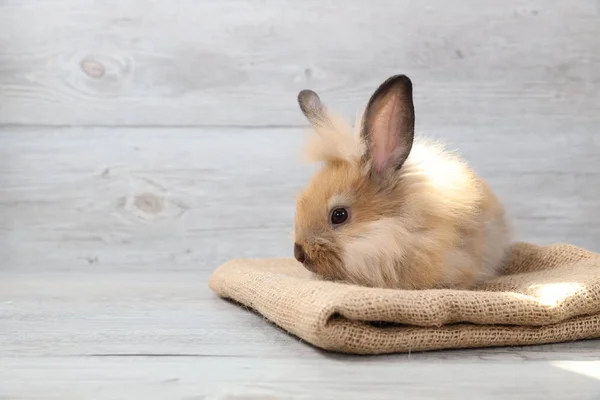 可爱的棕色小兔子宝宝，披着木质背景的麻布，有照明效果 — 图库照片