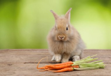 havuç ve yeşil arka plan bırakmak ile ahşap sevimli kahverengi paskalya tavşan tavşan