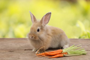 havuç ve yeşil arka plan bırakmak ile ahşap sevimli kahverengi paskalya tavşan tavşan