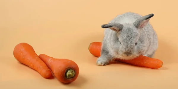 Baby söt brun påsk kanin kanin äta morötter på orange bakgrund — Stockfoto