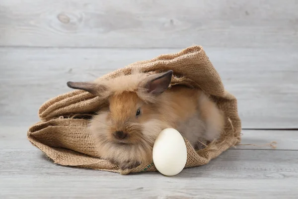 可爱的棕色兔子宝宝站在麻布的背景音乐演播室里 用白色的复活节彩蛋 复活节的概念 为您的广告和自由的空间 — 图库照片