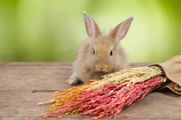 Junge Niedliche Braune Osterhasen Mit Buntem Gras Auf Holz Und — Stockfoto