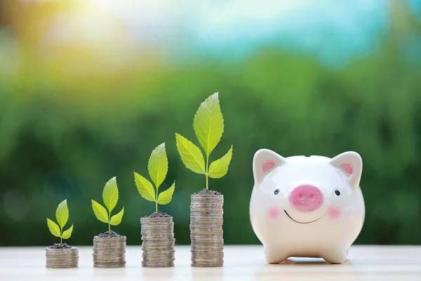 Unternehmensinvestitionen Und Sparwachstum Für Werbekonzept Pflanzen Wachsen Auf Stapelmünzen Auf — Stockfoto
