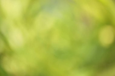 Bokeh ile doğal yeşil arkaplan 