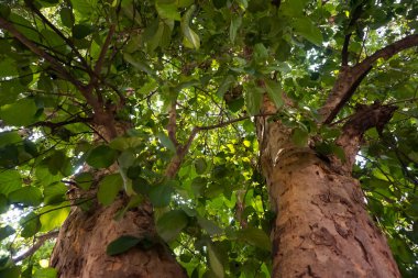 İki gövdeden oluşan yemyeşil ağaç yaprakları