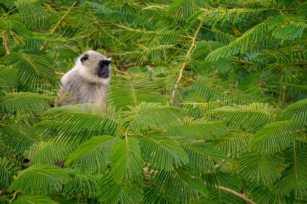 Zwart gezicht aap op de boom — Stockfoto