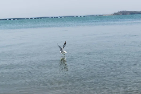 カモメは青い海で魚を捕る — ストック写真