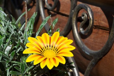 Kahverengi arkaplanda canlı sarı bir çiçek