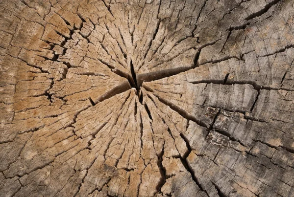 Old Wood Tree Rings Texture