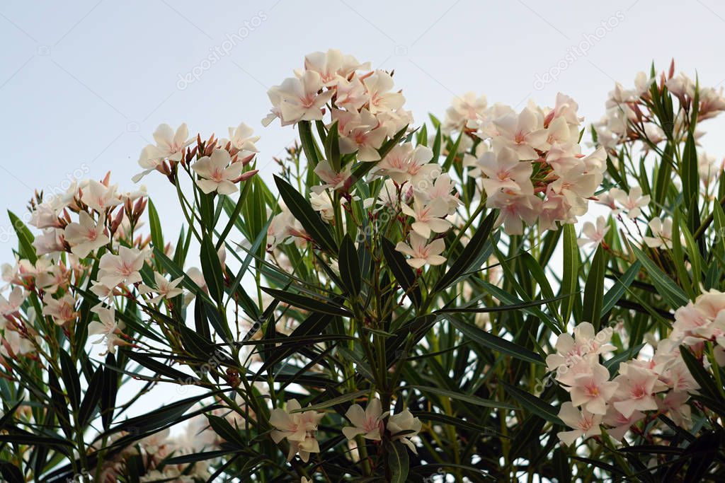 Blooming white oleander flowers on a branch with many large green leaves.