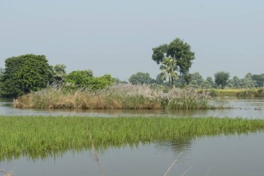 Güneşli bir günde tropikal ormanda yeşil ağaçların sulara yansıdığı güzel bir nehir manzarası.