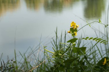 Bir gölün kenarında açan vahşi ve zehirli bir çiçeğin yakın plan görüntüsü.