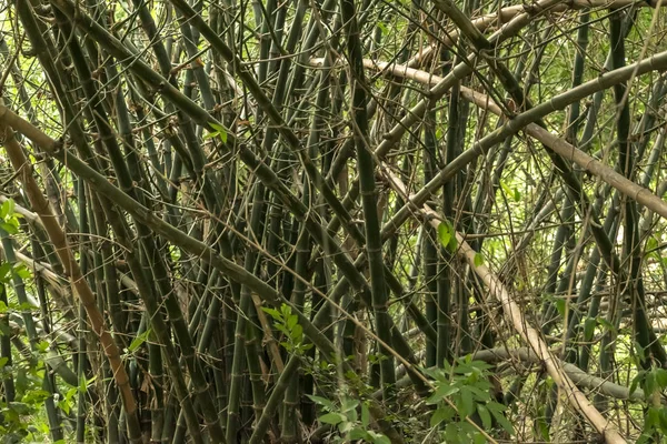 Bambusowy las. Tło dżungli w Indiach — Zdjęcie stockowe